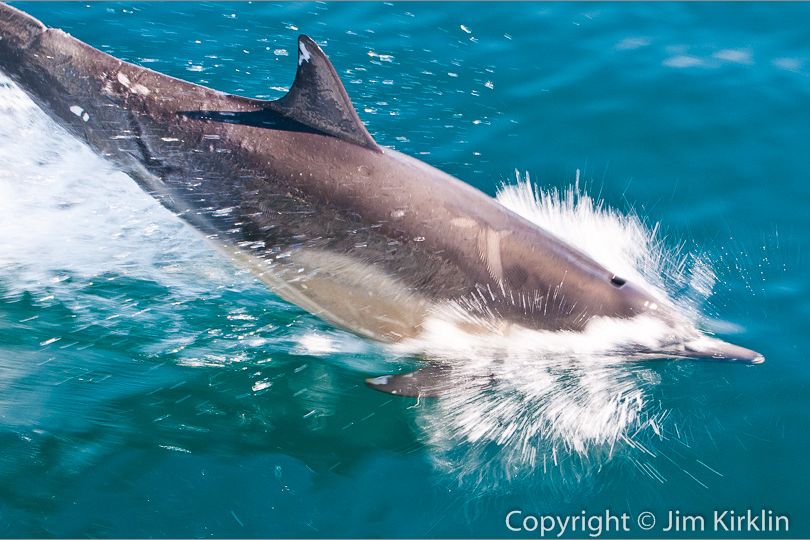 Breaching Dolphin #2